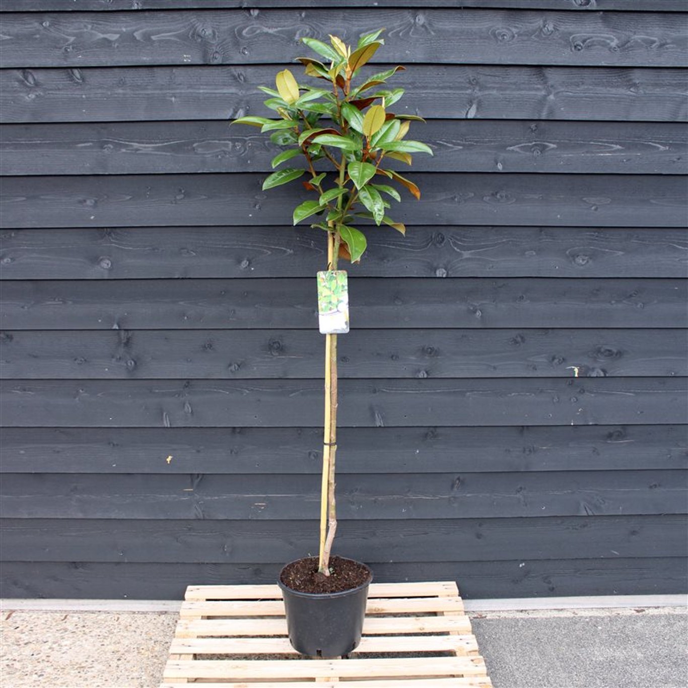 Magnolia grandiflora - 120 CM Stem C12